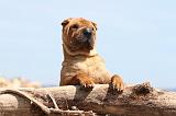 SHAR-PEI 324